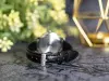 LORUS - CLASSIC - LADIES - RG211VX9 şəkil